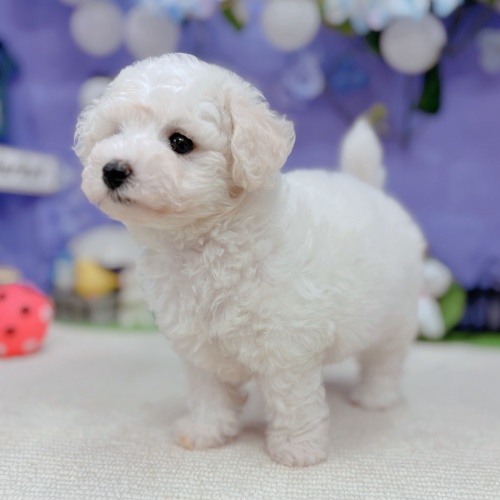 岐阜県のビションフリーゼ (犬の家＆猫の里岐南店/2025年5月27日生まれ/女の子/ホワイト)の子犬の3枚目の画像