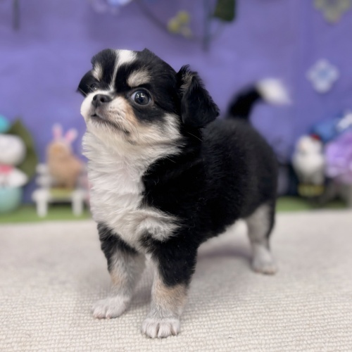 岐阜県のチワワ(ロング) (犬の家＆猫の里岐南店/2025年5月28日生まれ/女の子/ブラックタンホワイト)の子犬の3枚目の画像
