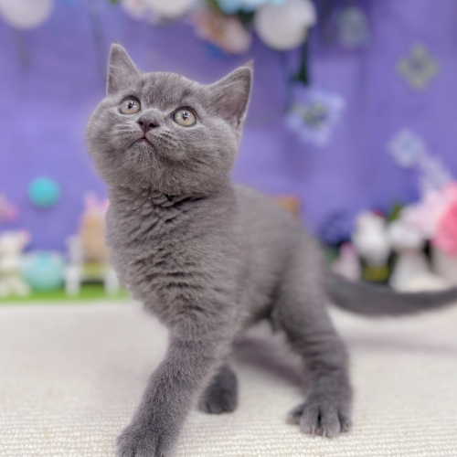 岐阜県のブリティッシュショートヘアー (犬の家＆猫の里岐南店/2025年6月6日生まれ/男の子/ブルー)の子猫の3枚目の画像