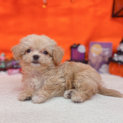 岐阜県のチワプー/プーチー(チワワ×プードル) (犬の家＆猫の里岐南店/2025年8月31日生まれ/男の子/アプリコット)の子犬の3枚目の画像