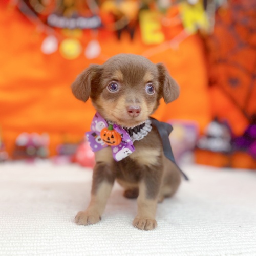 岐阜県のチワックス(チワワ×ダックス) (犬の家＆猫の里岐南店/2025年8月30日生まれ/女の子/チョコレートタン)の子犬