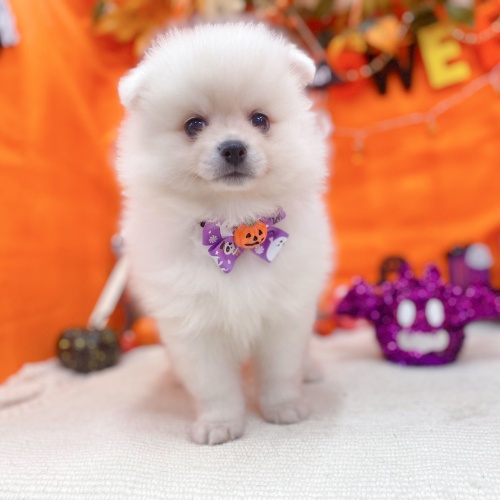 岐阜県のポメラニアン (犬の家＆猫の里岐南店/2025年8月26日生まれ/男の子/クリーム)の子犬の3枚目の画像