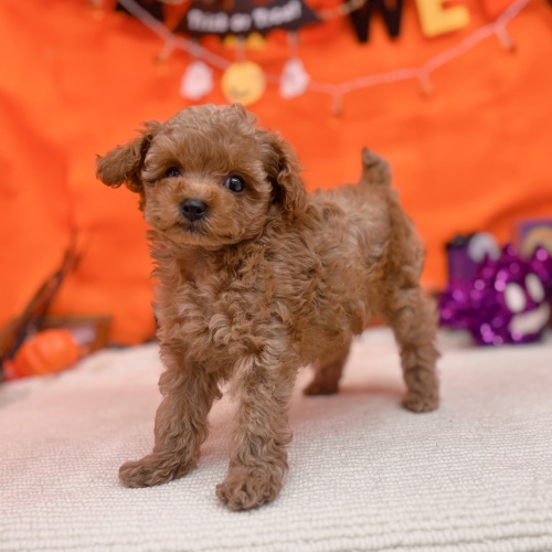 岐阜県のトイプードル(トイ) (犬の家＆猫の里岐南店/2025年9月2日生まれ/男の子/オレンジフォーン)の子犬の3枚目の画像