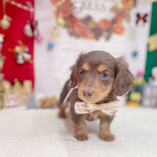 岐阜県のミニチュアダックスフンド(ロング) (犬の家＆猫の里岐南店/2025年9月20日生まれ/男の子/チョコレートタン)の子犬の3枚目の画像