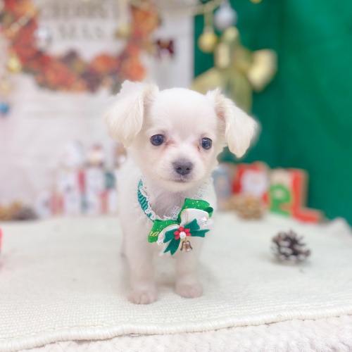 岐阜県のチワックス(チワワ×ダックス) (犬の家＆猫の里岐南店/2025年9月19日生まれ/男の子/クリーム)の子犬の3枚目の画像