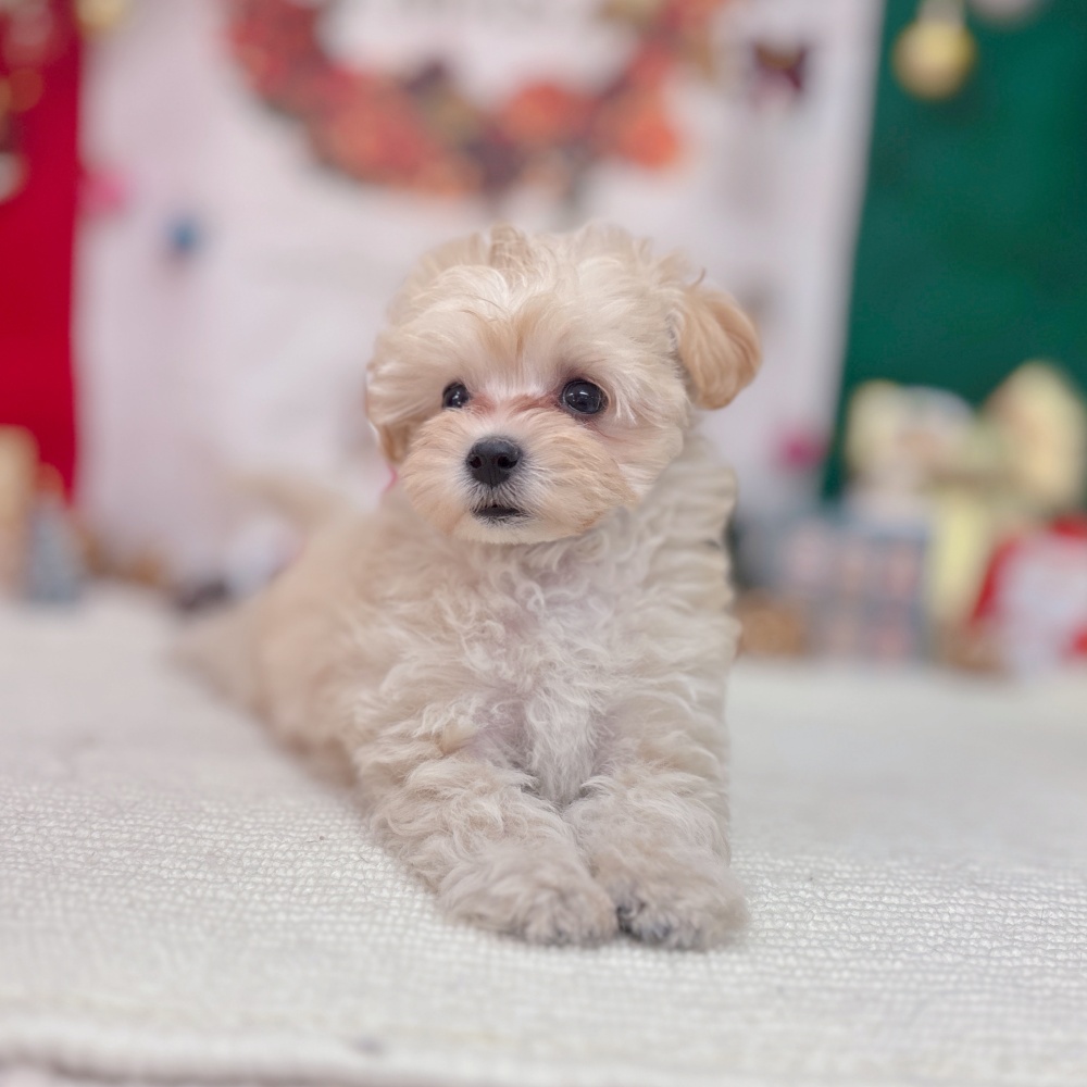 岐阜県のマルプー(マルチーズ×プードル) (犬の家＆猫の里岐南店/2025年9月28日生まれ/男の子/クリーム)の子犬の3枚目の画像