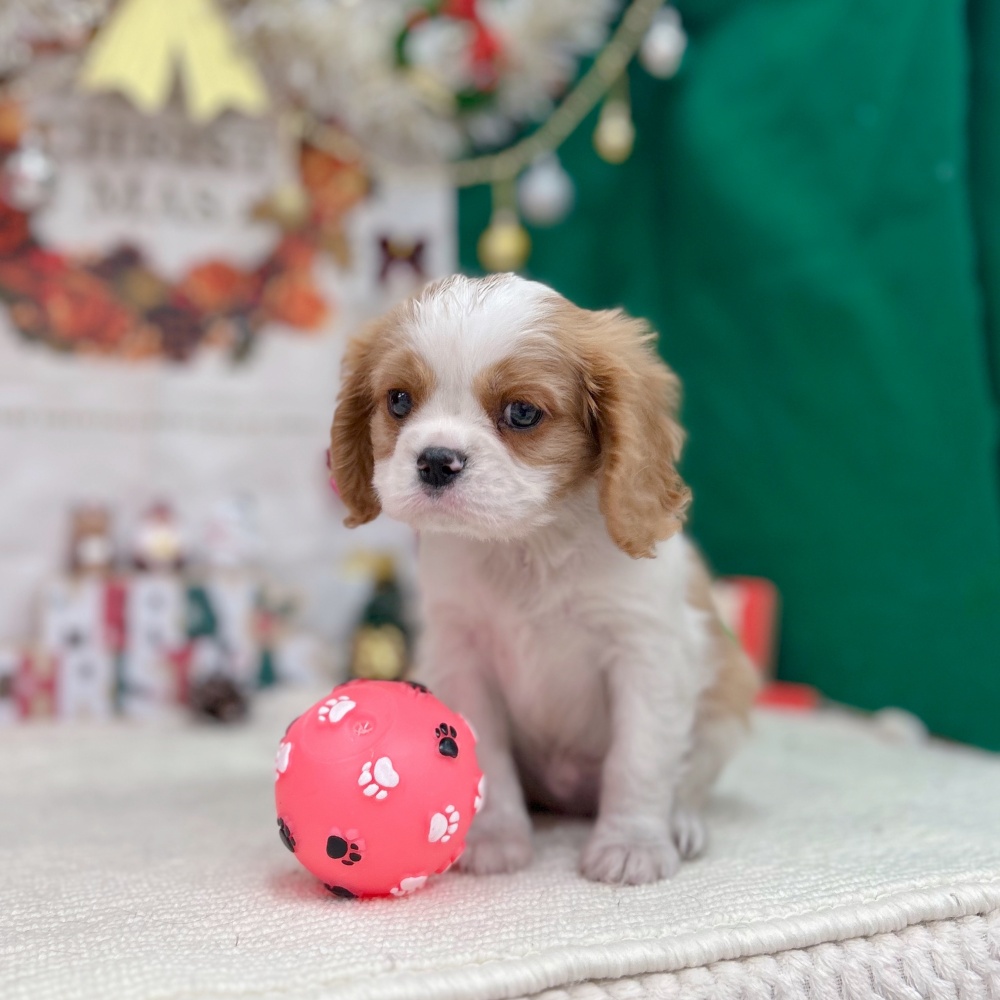岐阜県のキャバリアキングチャールズスパニエル (犬の家＆猫の里岐南店/2025年9月27日生まれ/男の子/ブレンハイム)の子犬の3枚目の画像