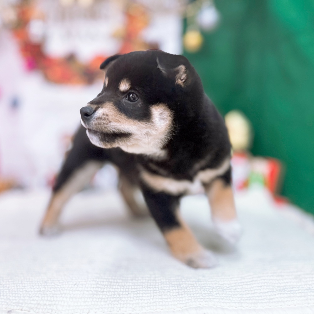 岐阜県の柴犬(標準サイズ) (犬の家＆猫の里岐南店/2025年9月21日生まれ/女の子/黒)の子犬の3枚目の画像