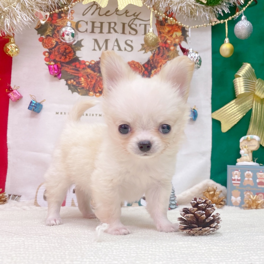 岐阜県のチワワ(ロング) (犬の家＆猫の里岐南店/2025年10月1日生まれ/男の子/クリームホワイト)の子犬の3枚目の画像