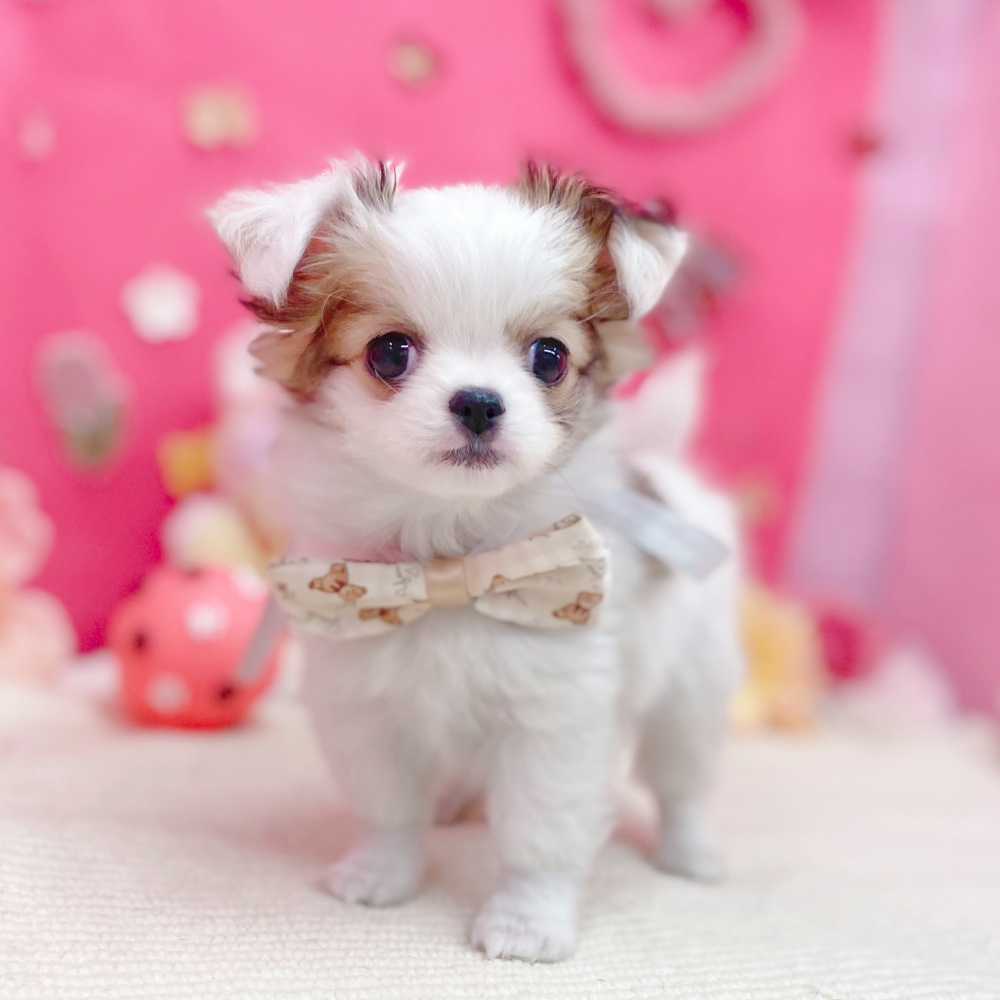 岐阜県のチワワ(ロング) (犬の家＆猫の里岐南店/2026年1月26日生まれ/男の子/ホワイトレッド)の子犬の1枚目の画像