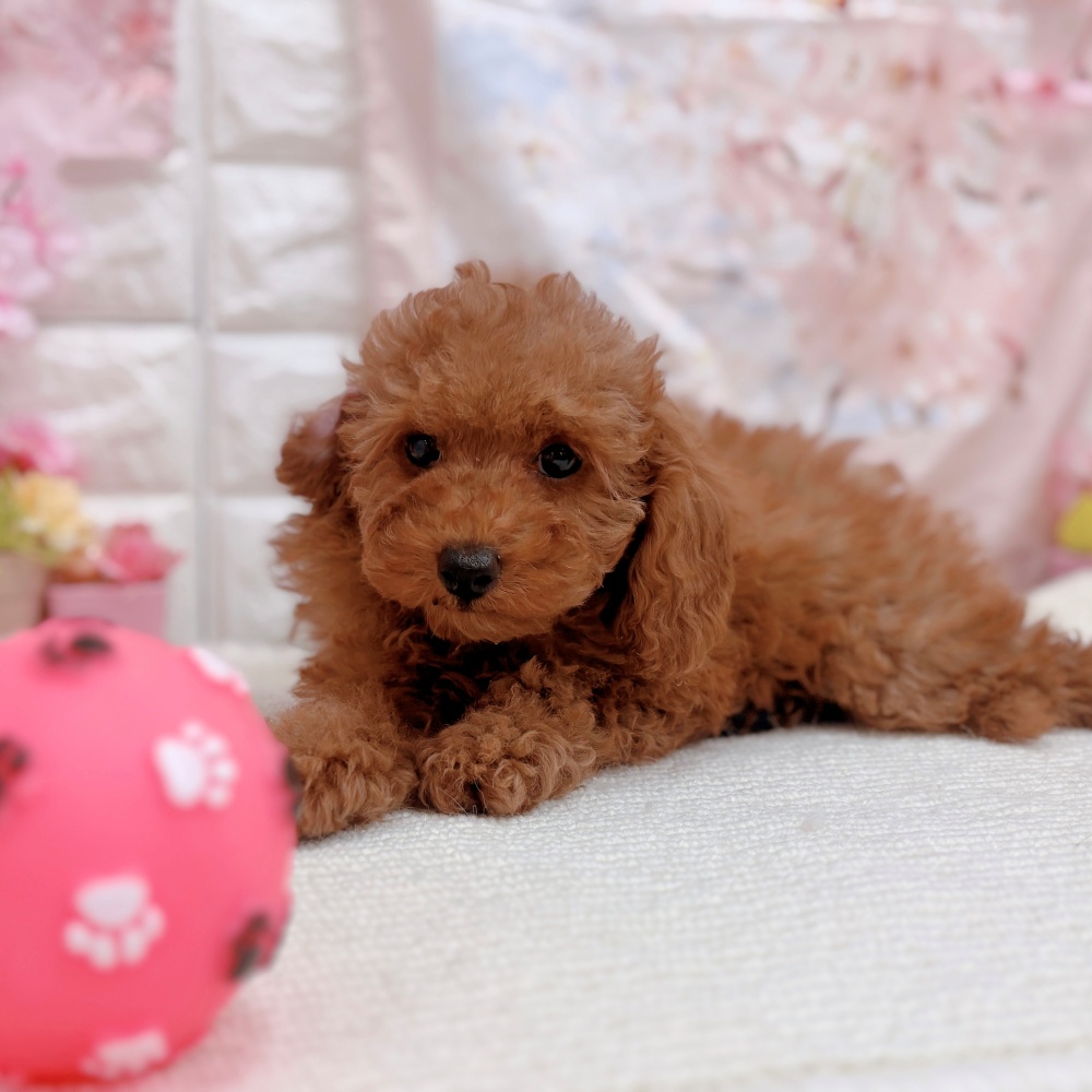 岐阜県のトイプードル(トイ) (犬の家＆猫の里岐南店/2026年2月2日生まれ/女の子/レッドフォーン)の子犬の3枚目の画像