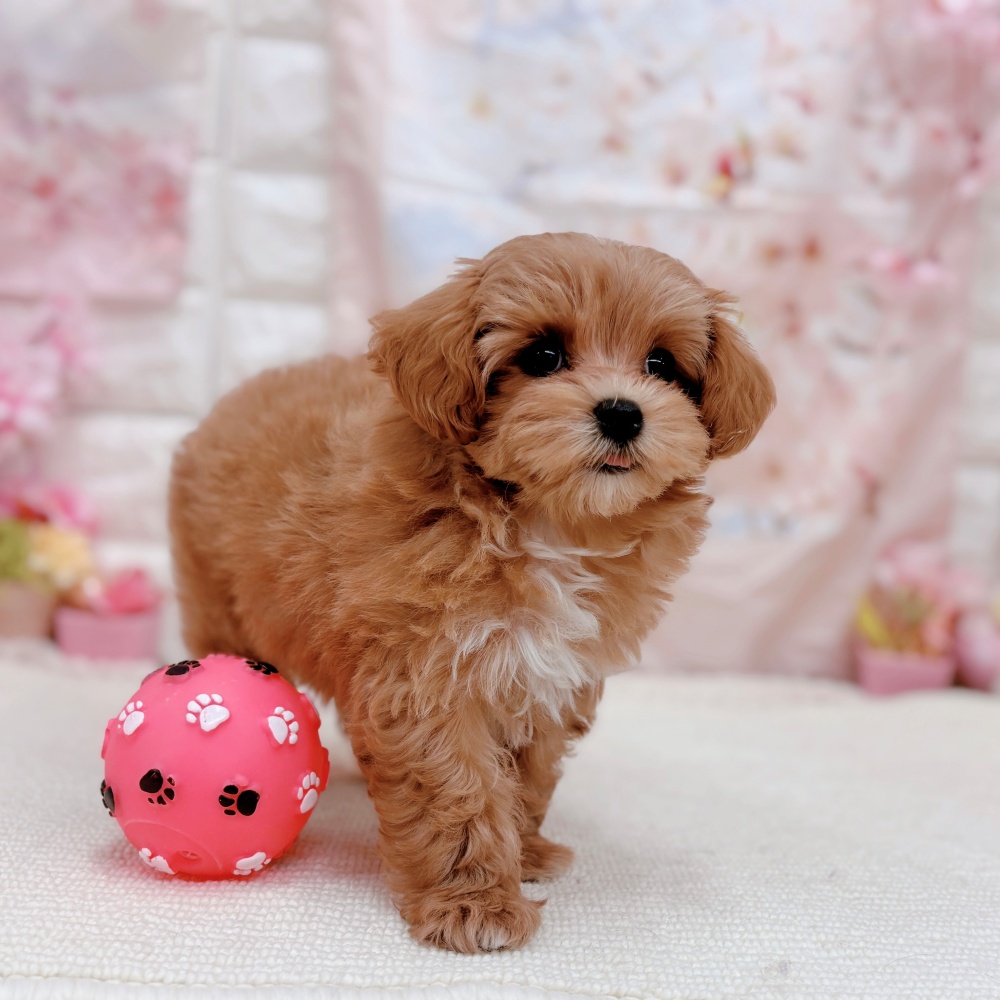 岐阜県のマルプー(マルチーズ×プードル) (犬の家＆猫の里岐南店/2026年2月4日生まれ/女の子/アプリコットホワイト)の子犬の3枚目の画像