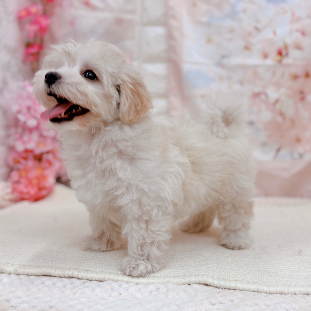 岐阜県のマルプー(マルチーズ×プードル) (犬の家＆猫の里岐南店/2026年2月5日生まれ/女の子/クリームホワイト)の子犬の3枚目の画像