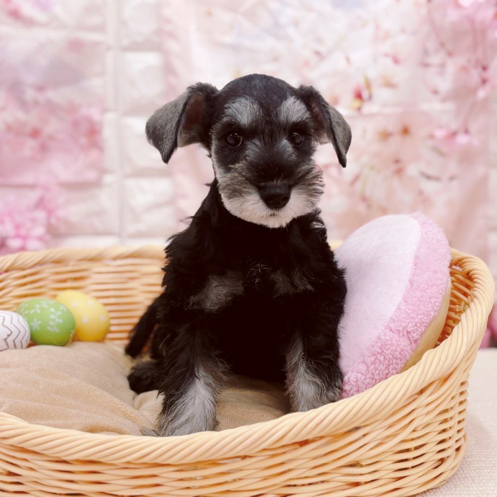 岐阜県のミニチュアシュナウザー (犬の家＆猫の里岐南店/2026年2月6日生まれ/女の子/ソルトペッパー)の子犬の3枚目の画像