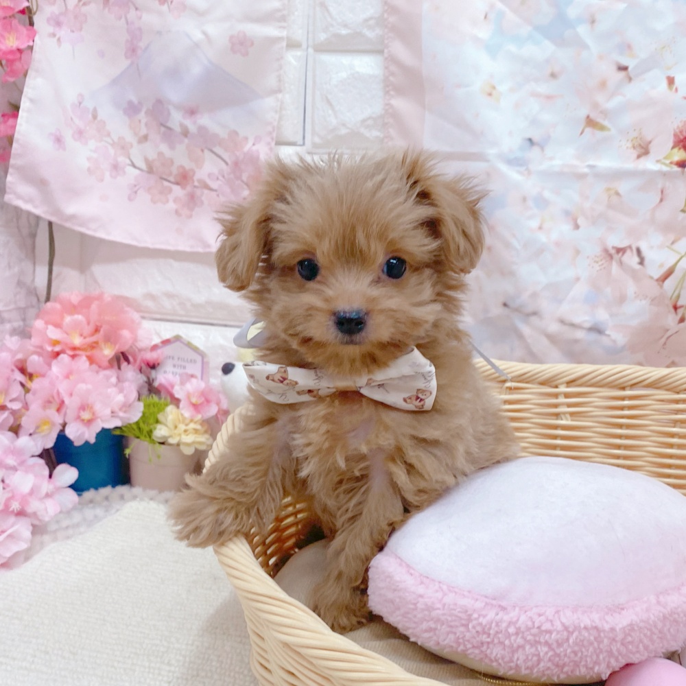 岐阜県のチワプー/プーチー(チワワ×プードル) (犬の家＆猫の里岐南店/2026年2月19日生まれ/男の子/アプリコット)の子犬の3枚目の画像