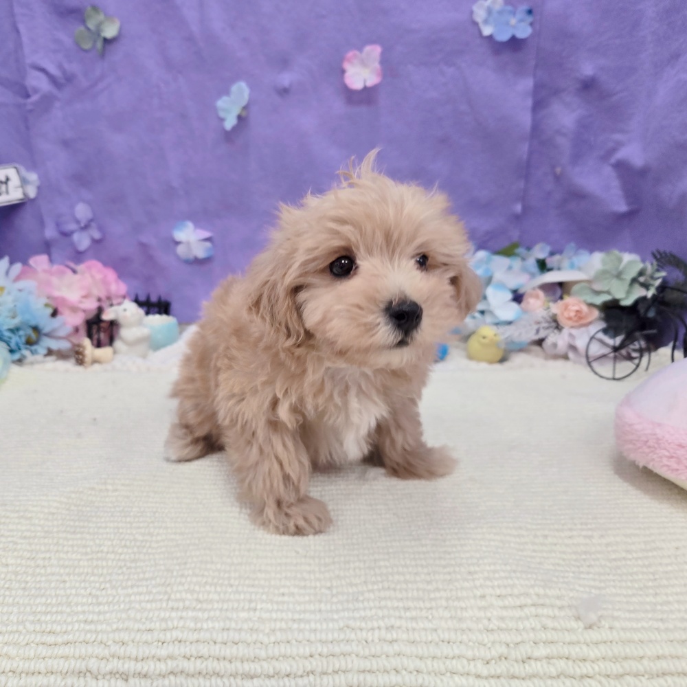 岐阜県のマルプー(マルチーズ×プードル) (犬の家＆猫の里岐南店/2026年3月21日生まれ/男の子/アプリコット)の子犬の3枚目の画像