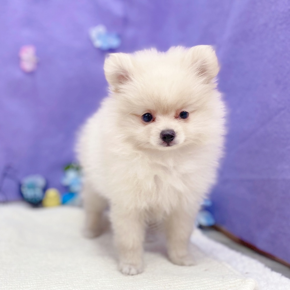 岐阜県のポメラニアン (犬の家＆猫の里岐南店/2026年4月8日生まれ/女の子/クリーム)の子犬の3枚目の画像
