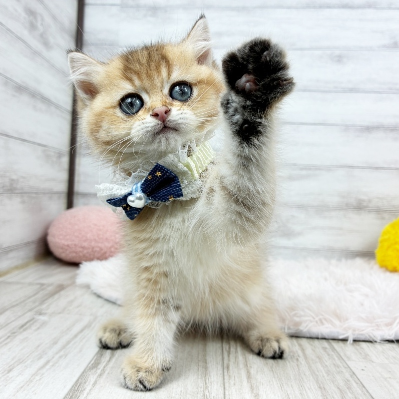 兵庫県のブリティッシュショートヘアー (犬の家＆猫の里川西店/2026年6月26日生まれ/男の子/シェーデットゴールデン)の子猫の3枚目の画像