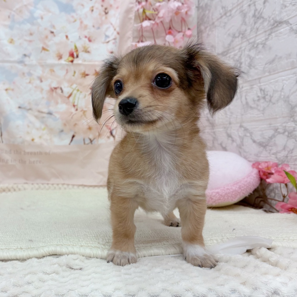 岐阜県のチワックス(チワワ×ダックス) (犬の家＆猫の里岐南店/2026年3月2日生まれ/男の子/レッド)の子犬の3枚目の画像