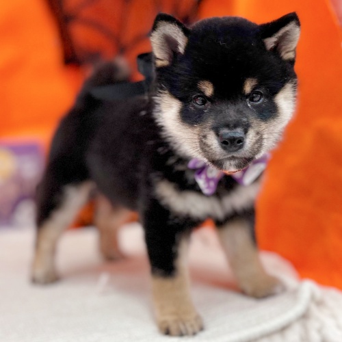 岐阜県の豆柴 (犬の家＆猫の里岐南店/2025年8月28日生まれ/男の子/黒)の子犬の3枚目の画像