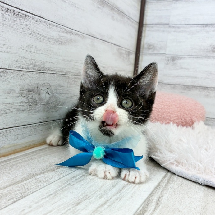 兵庫県のスコティッシュストレート (犬の家＆猫の里川西店/2026年6月26日生まれ/男の子/ブラックホワイト)の子猫の3枚目の画像