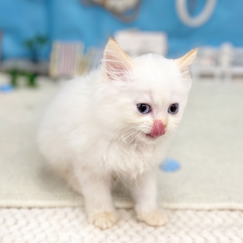 岐阜県のミヌエット (犬の家＆猫の里岐南店/2025年6月6日生まれ/男の子/フレームポイント)の子猫の3枚目の画像