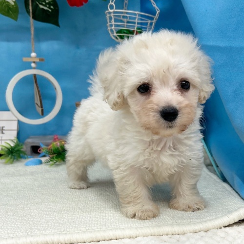 岐阜県のハーフ犬・ミックス犬 (犬の家＆猫の里岐南店/2025年6月8日生まれ/女の子/クリーム)の子犬の3枚目の画像