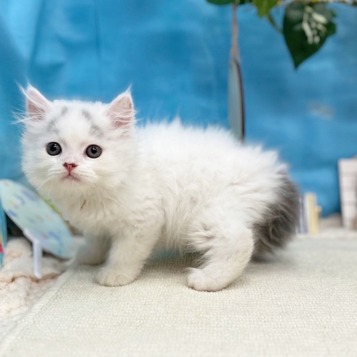 岐阜県のスコティッシュストレート (犬の家＆猫の里岐南店/2025年6月30日生まれ/男の子/ブルータビーホワイトバン)の子猫の1枚目の画像