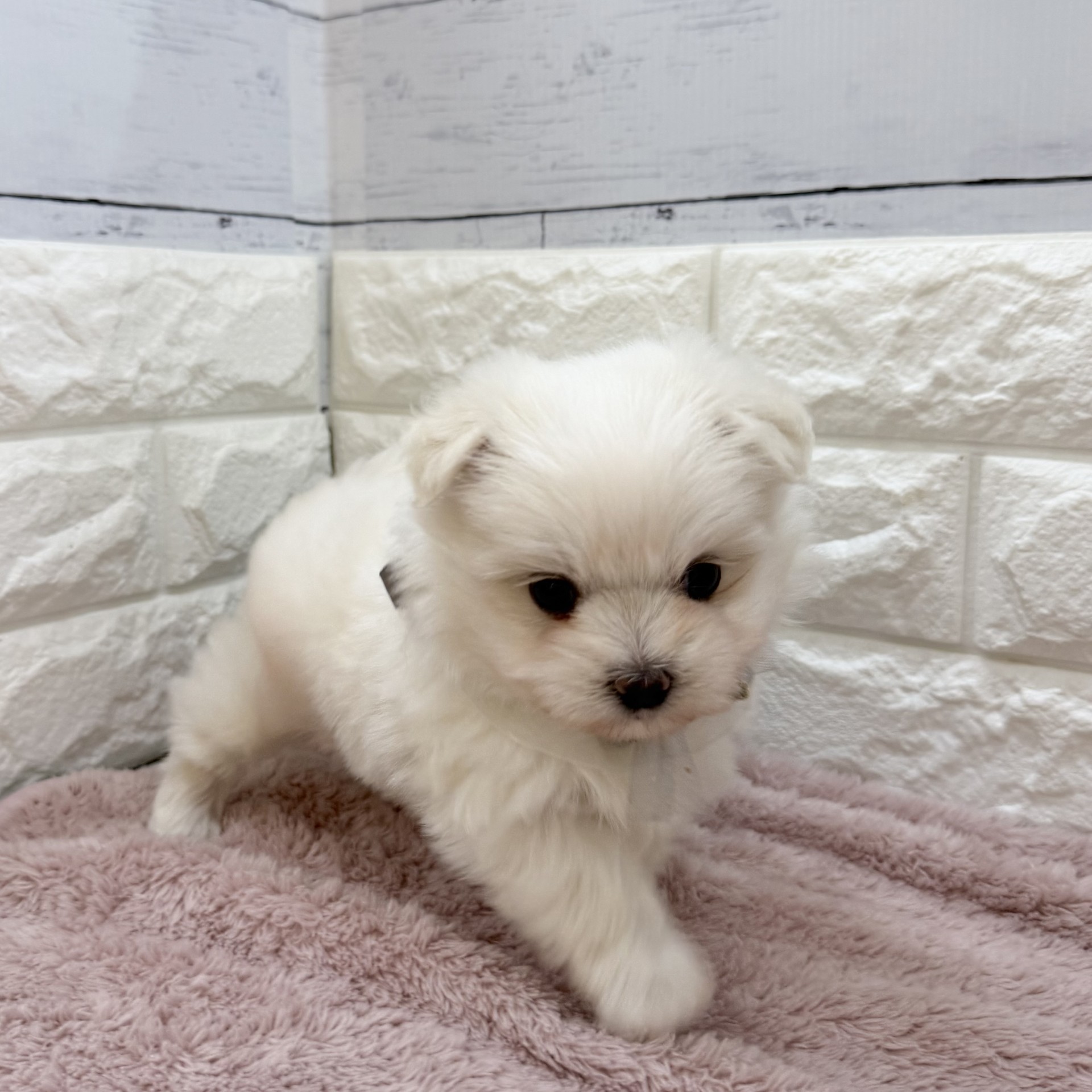 静岡県のポメマル/マルポメ(ポメラニアン×マルチーズ) (犬の家＆猫の里アミーゴ浜松和田店/2026年8月4日生まれ/女の子/クリーム)の子犬の3枚目の画像