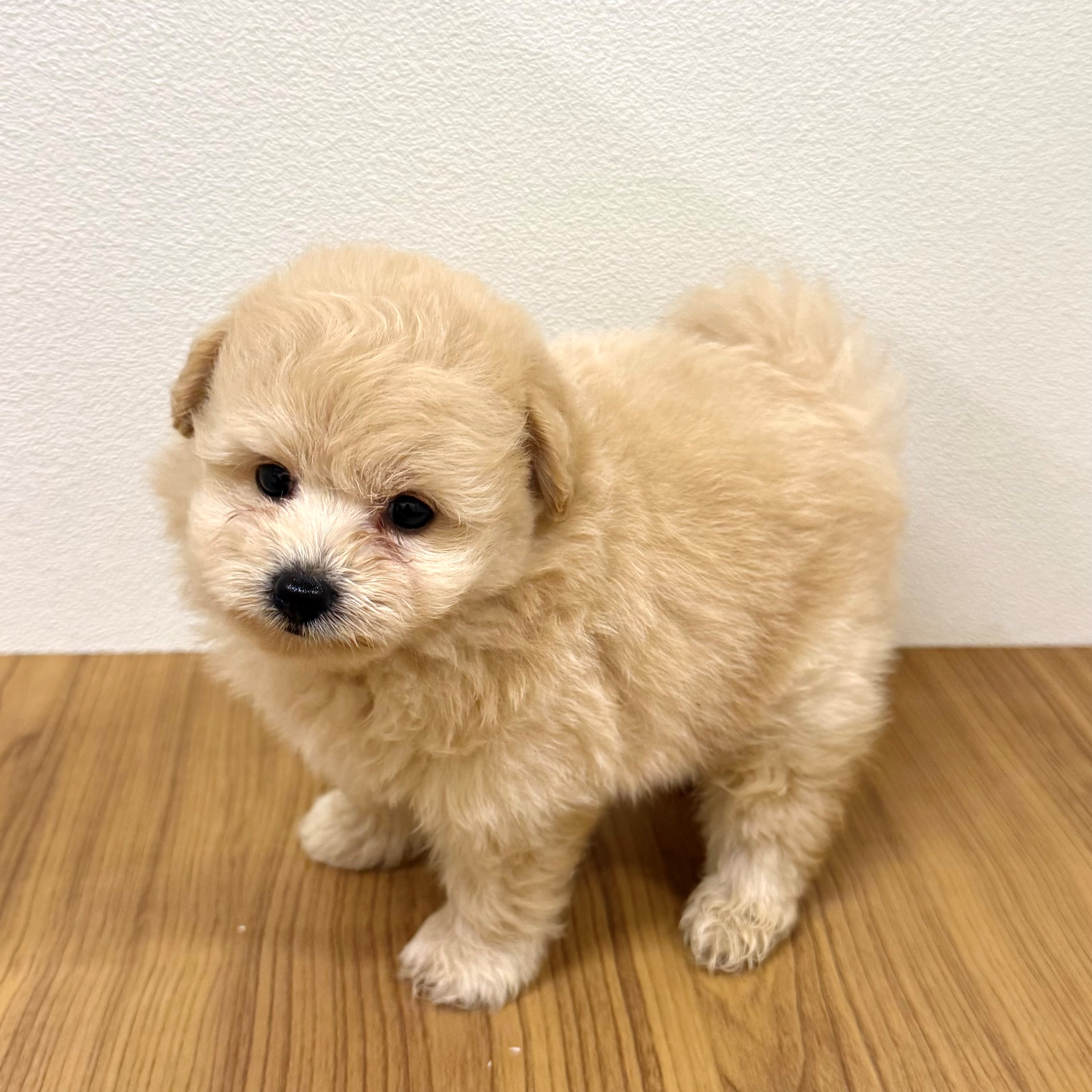福岡県のポメプー(ポメラニアン×プードル) (犬の家＆猫の里トリアス久山店/2025年6月7日生まれ/男の子/クリーム)の子犬の3枚目の画像