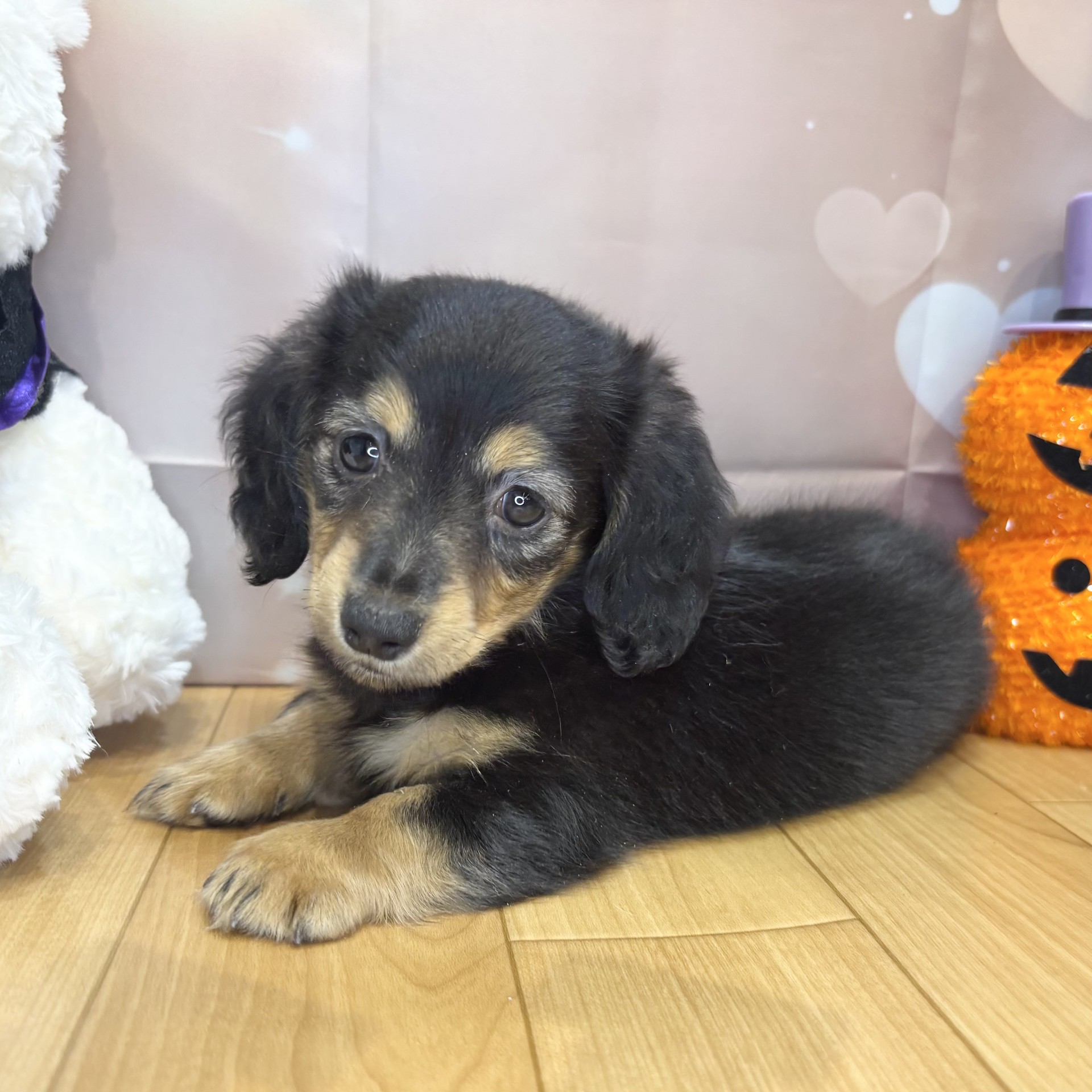 長野県のカニンヘンダックスフンド(ロング) (犬の家＆猫の里カインズ梓川店/2026年8月18日生まれ/女の子/ブラックタン)の子犬の3枚目の画像