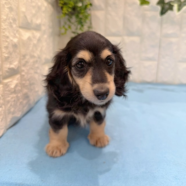 岡山県のカニンヘンダックスフンド(ロング) (犬の家＆猫の里倉敷店/2026年5月8日生まれ/男の子/ブラックイエロー)の子犬の3枚目の画像