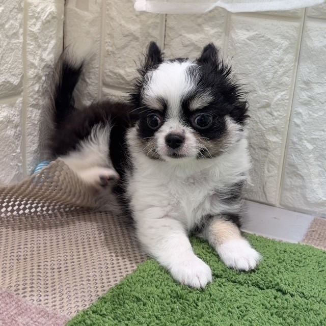 岡山県のチワワ(ロング) (犬の家＆猫の里倉敷店/2026年7月11日生まれ/男の子/ブラックタンホワイト)の子犬の1枚目の画像
