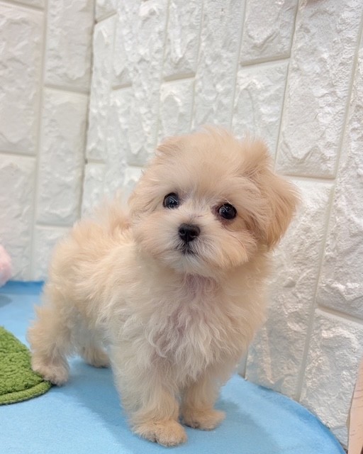 岡山県のマルプー(マルチーズ×プードル) (犬の家＆猫の里倉敷店/2026年3月22日生まれ/男の子/クリーム)の子犬の3枚目の画像