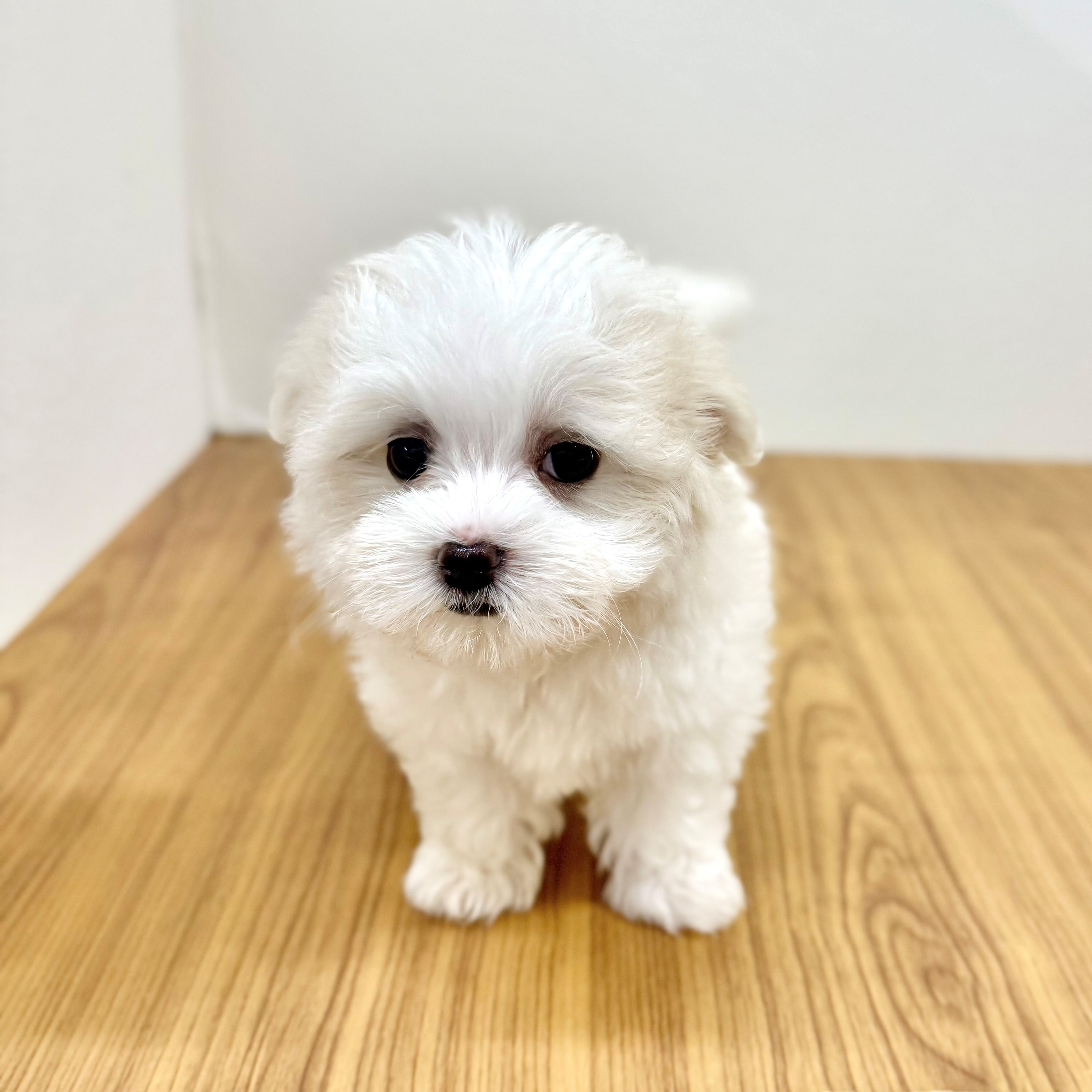 福岡県のマルチーズ (犬の家＆猫の里トリアス久山店/2025年6月1日生まれ/女の子/ホワイト)の子犬の1枚目の画像