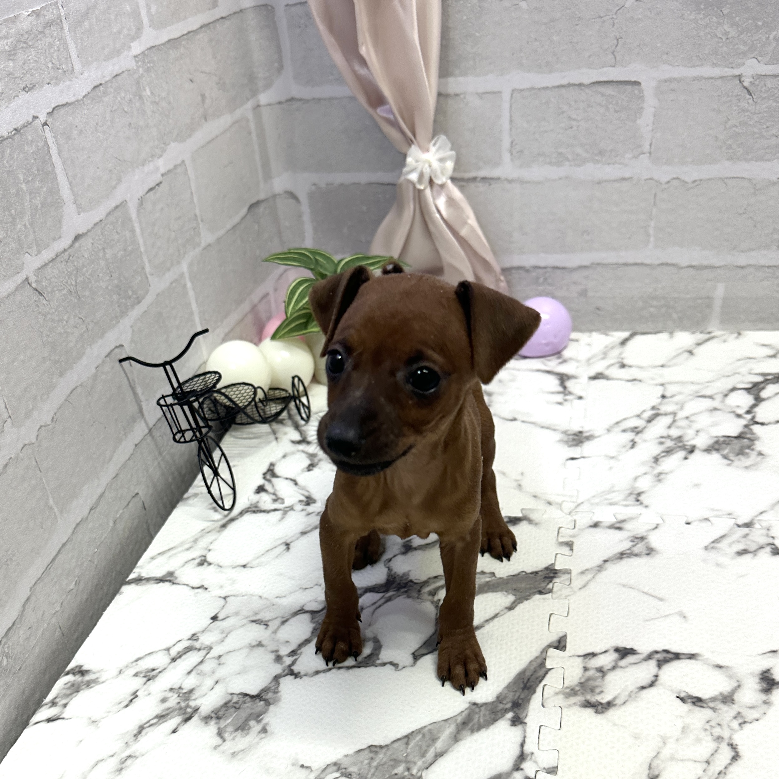 愛知県のミニチュアピンシャー (犬の家＆猫の里岡崎店/2025年9月8日生まれ/女の子/レッド)の子犬の3枚目の画像