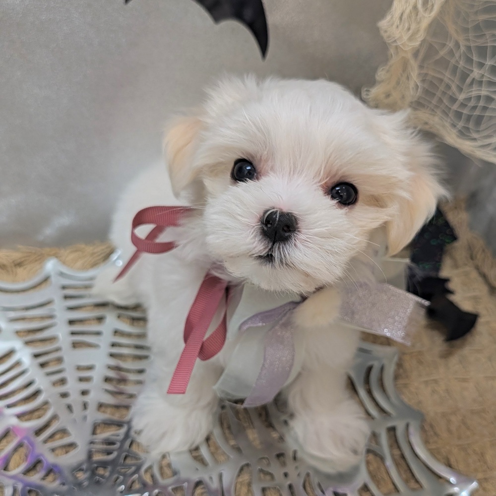 静岡県のマルチーズ (犬の家＆猫の里アミーゴ浜松和田店/2026年8月18日生まれ/女の子/ホワイト)の子犬の1枚目の画像