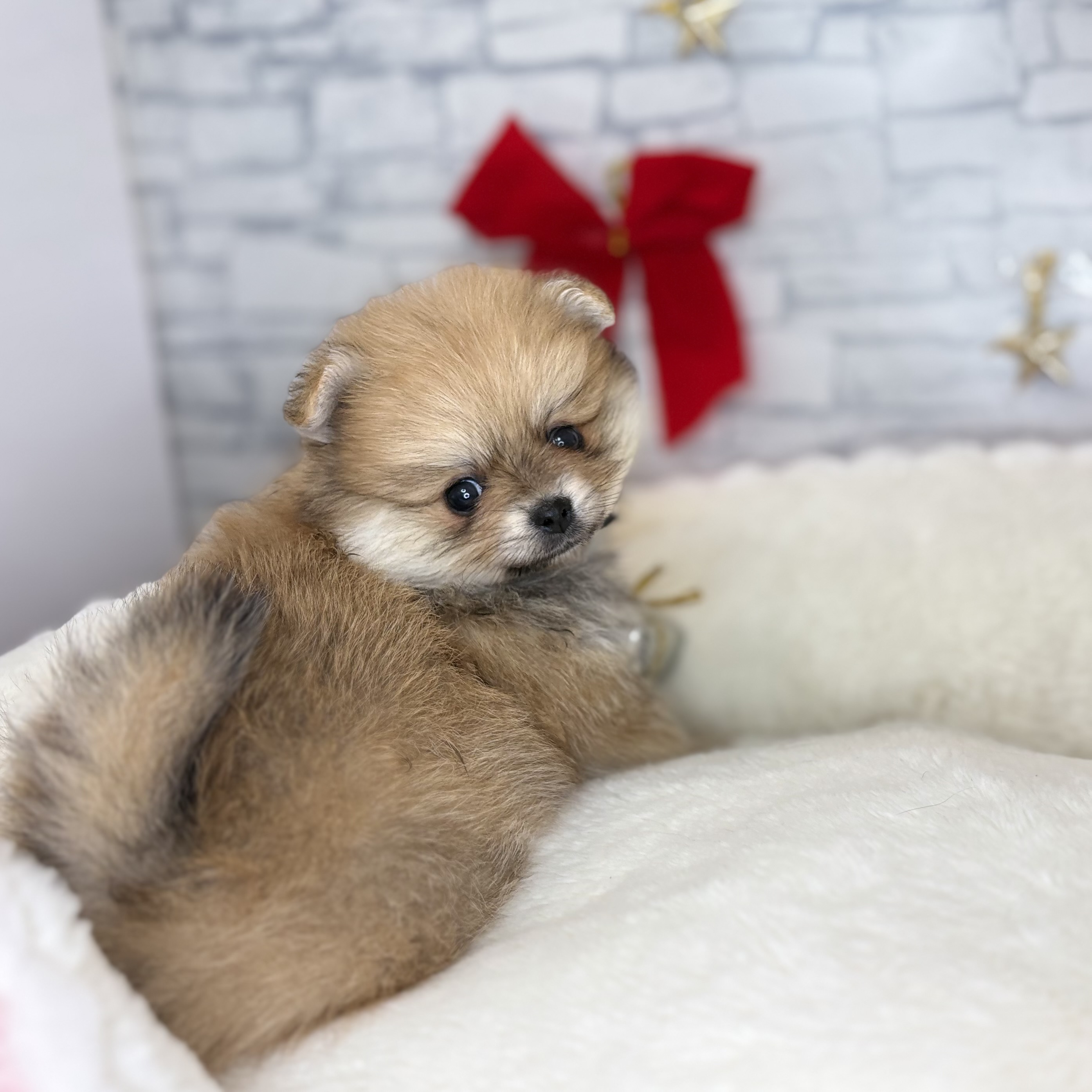 長野県のポメラニアン (犬の家＆猫の里長野店/2025年10月28日生まれ/女の子/オレンジホワイト)の子犬の3枚目の画像