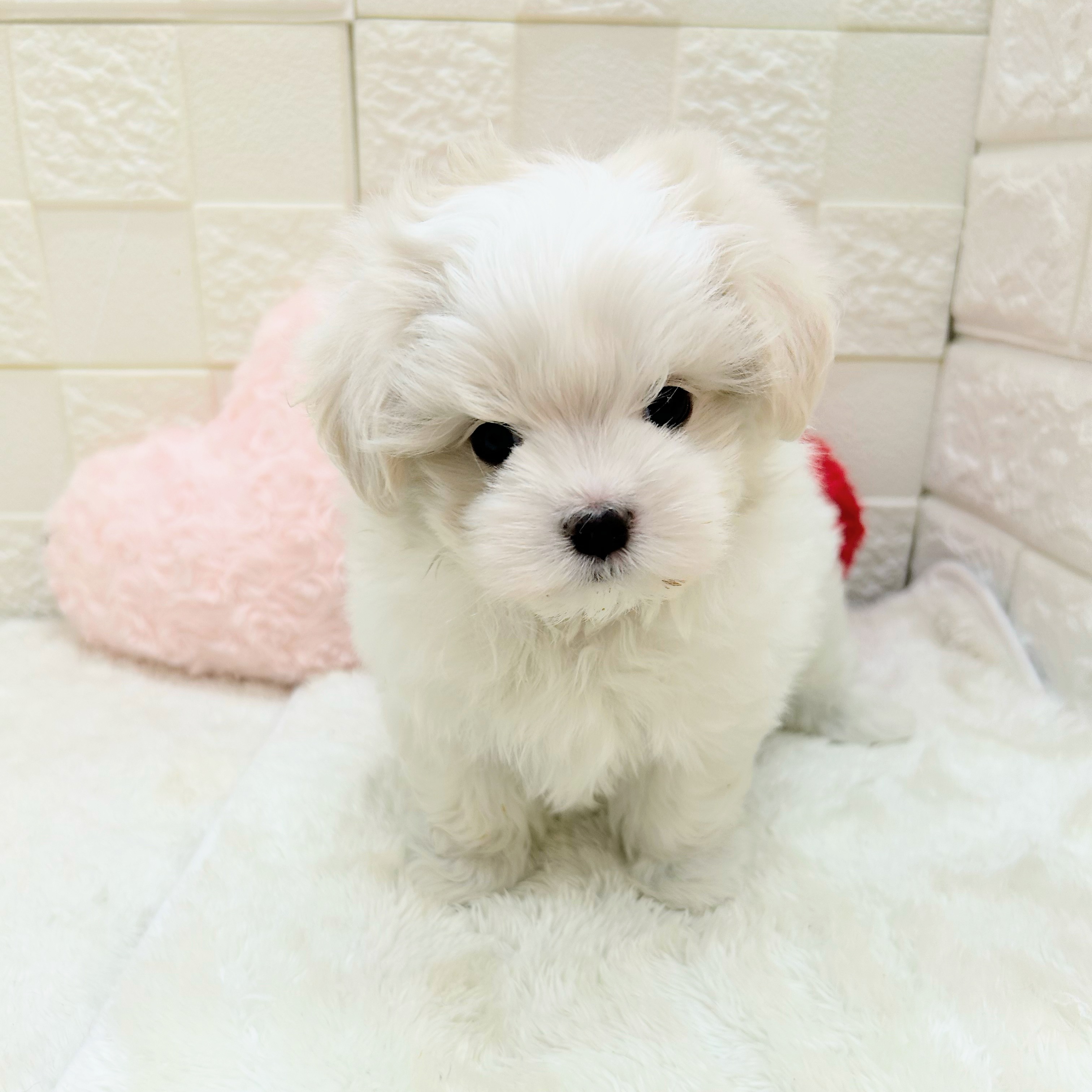愛知県のマルチーズ (犬の家＆猫の里アミーゴ神の倉店/2026年3月10日生まれ/男の子/ホワイト)の子犬の3枚目の画像