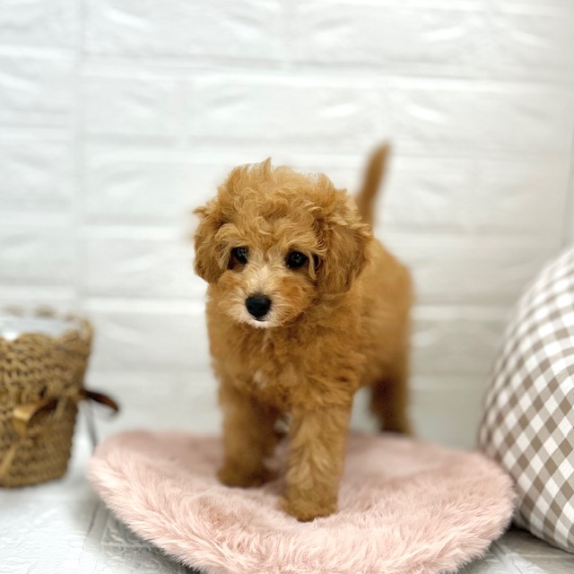 愛知県のトイプードル(トイ) (犬の家＆猫の里豊川インター店/2025年6月12日生まれ/女の子/オレンジフォーン)の子犬の3枚目の画像