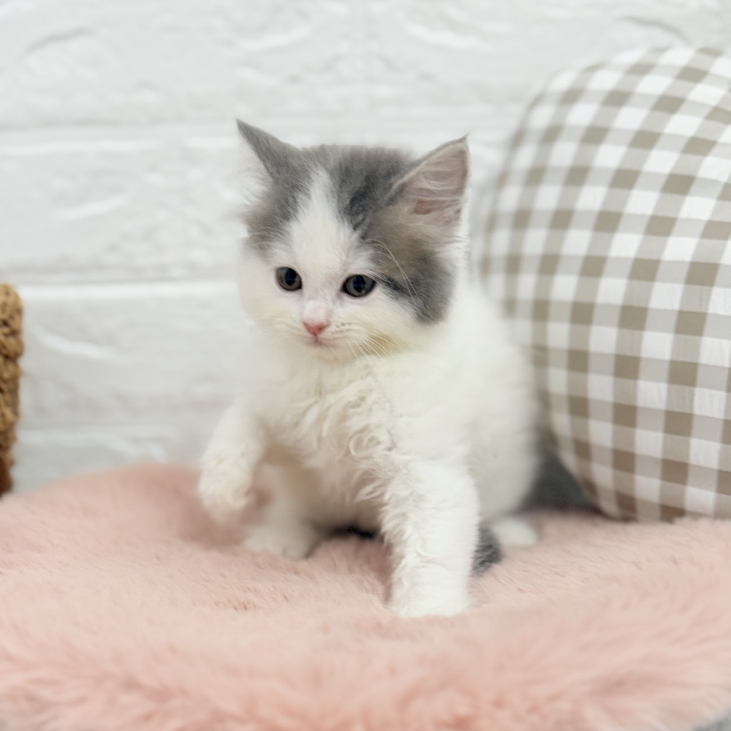 愛知県のスコティッシュフォールド (犬の家＆猫の里豊川インター店/2025年6月24日生まれ/女の子/ブルーホワイトバン)の子猫の3枚目の画像