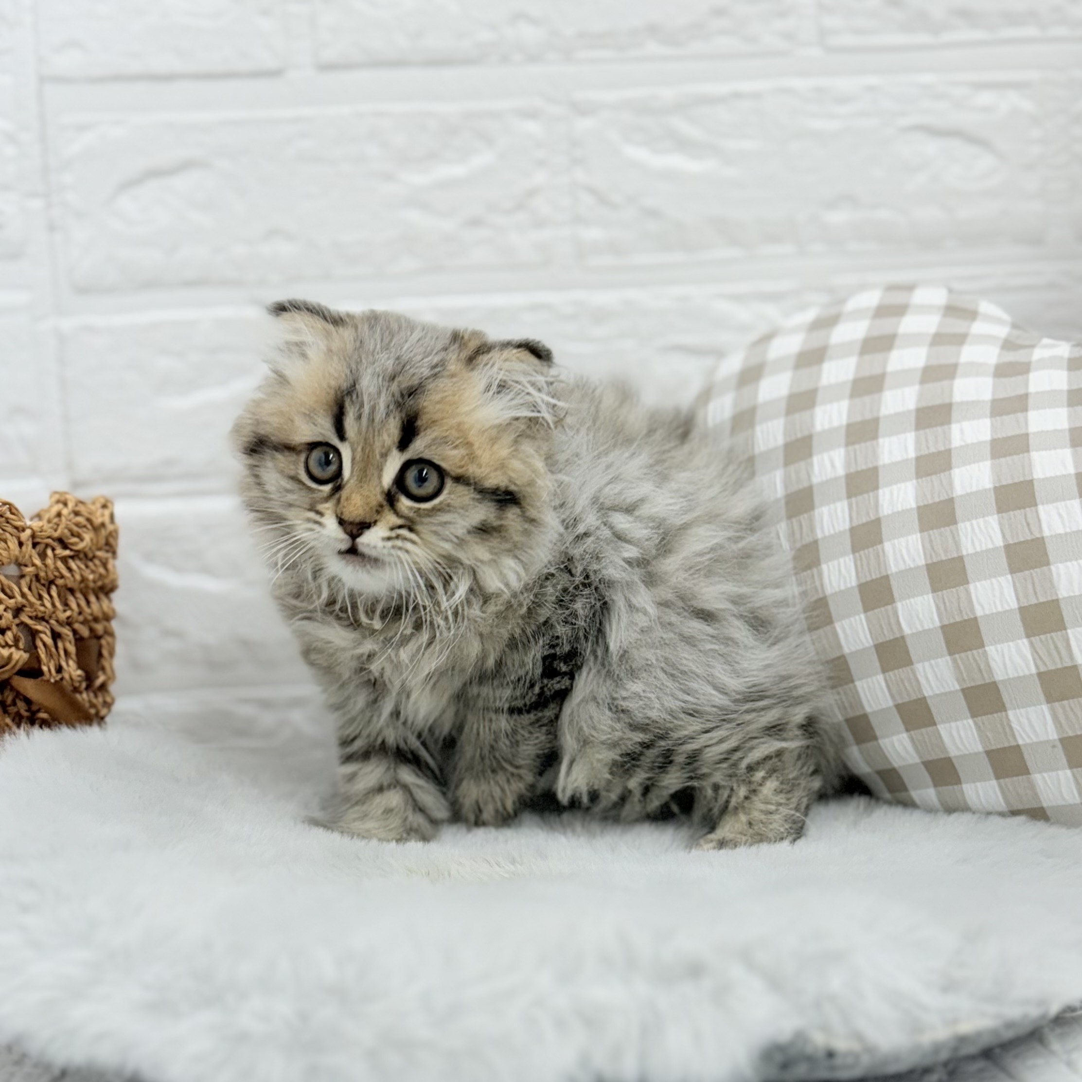 愛知県のスコティッシュフォールド (犬の家＆猫の里豊川インター店/2025年6月23日生まれ/男の子/ブラウンタビー)の子猫の3枚目の画像