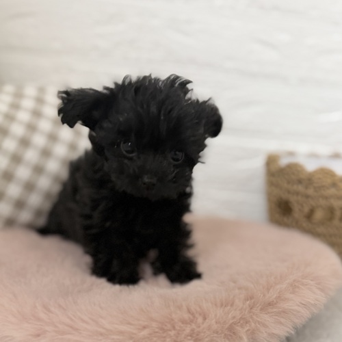 愛知県のチワプー/プーチー(チワワ×プードル) (犬の家＆猫の里豊川インター店/2025年10月11日生まれ/女の子/ブラック)の子犬の3枚目の画像
