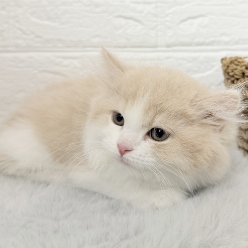 愛知県のミヌエット (犬の家＆猫の里豊川インター店/2025年10月10日生まれ/男の子/クリームタビーホワイト)の子猫の3枚目の画像