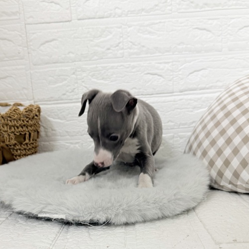 愛知県のイタリアングレーハウンド (犬の家＆猫の里豊川インター店/2025年11月29日生まれ/男の子/ブルーホワイト)の子犬の3枚目の画像