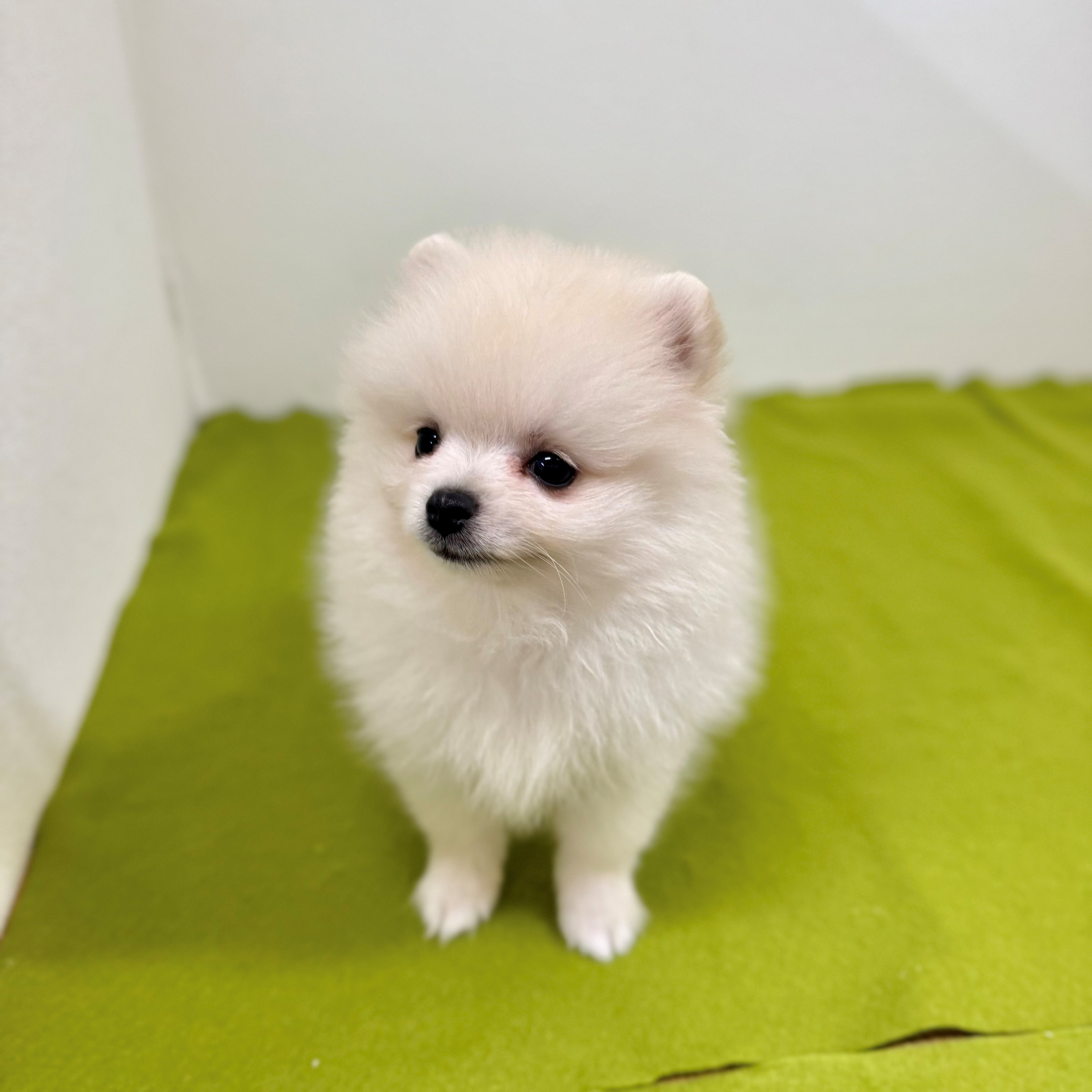 福岡県のポメラニアン (犬の家＆猫の里トリアス久山店/2025年7月14日生まれ/男の子/ホワイト)の子犬の3枚目の画像