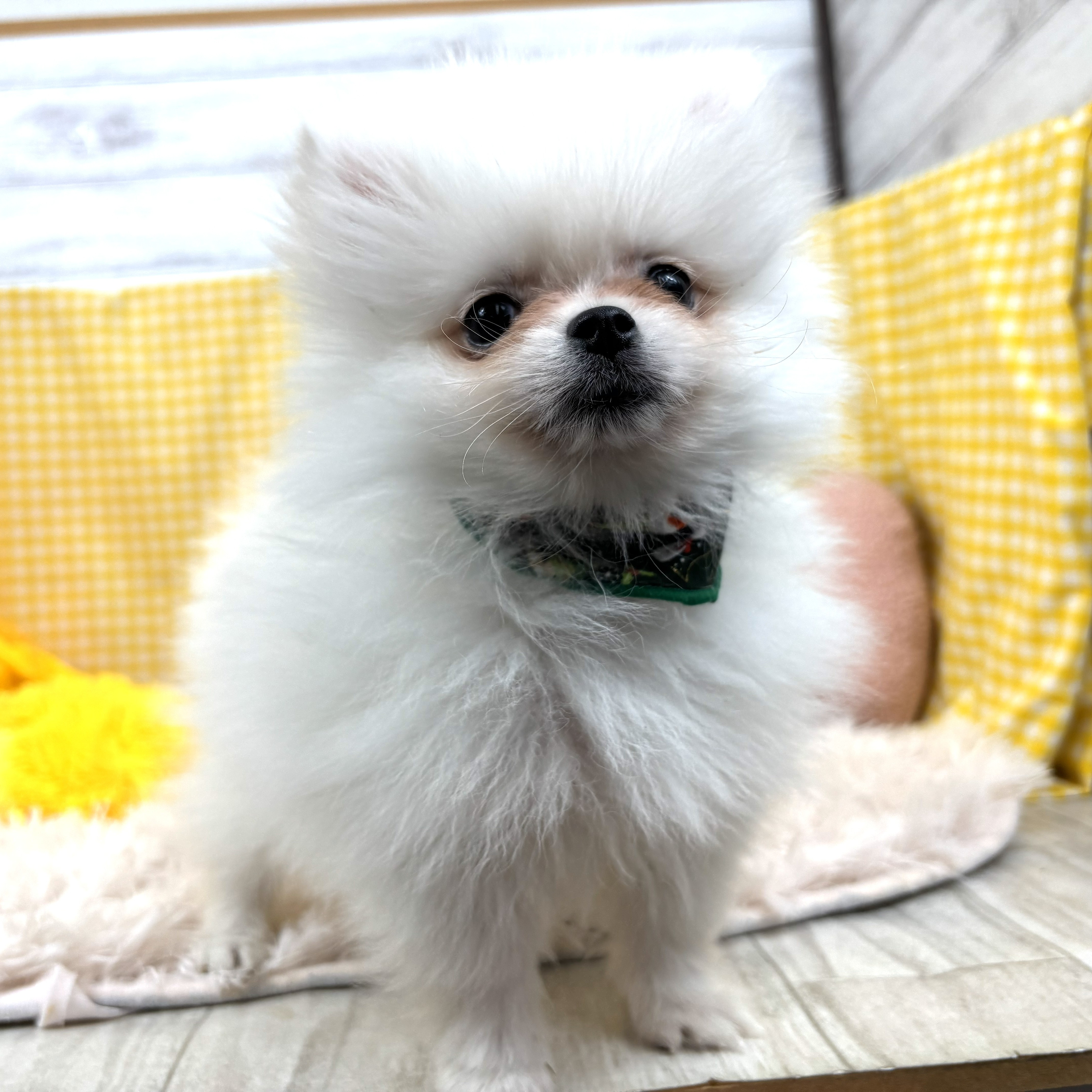 兵庫県のポメラニアン (犬の家＆猫の里川西店/2025年11月4日生まれ/男の子/クリーム)の子犬の3枚目の画像