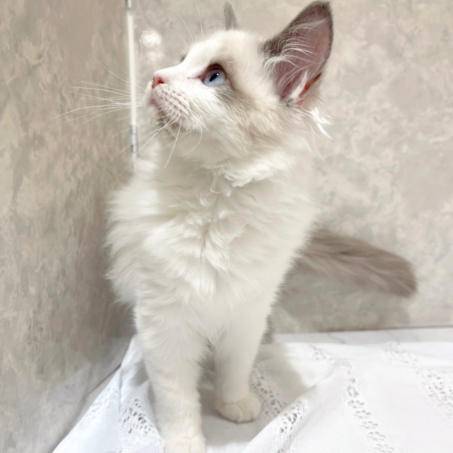 福岡県のラグドール (犬の家＆猫の里くりえいと宗像店/2025年11月9日生まれ/男の子/ブルーポイントバイカラー)の子猫の3枚目の画像