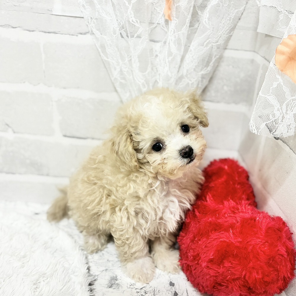 京都府のマルプー(マルチーズ×プードル) (犬の家＆猫の里京都精華店/2026年5月3日生まれ/男の子/クリームホワイト)の子犬の3枚目の画像
