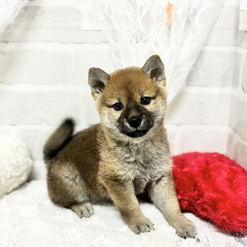 京都府の柴犬(標準サイズ) (犬の家＆猫の里京都精華店/2026年5月3日生まれ/女の子/赤)の子犬の3枚目の画像